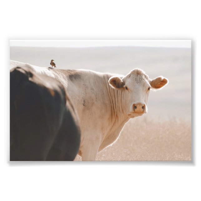 White Cow With Little Bird On Back Photo Print (Front)