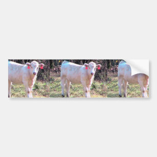 White Cow With Tagged Ears In A Wide Meadow Bumper Sticker
