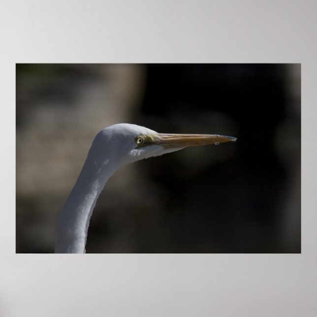 White Crane Bird Headshot Photo Poster (Front)