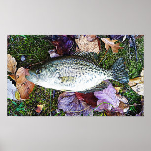 White Crappie Poster