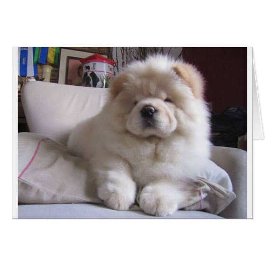 cream chow chow dog