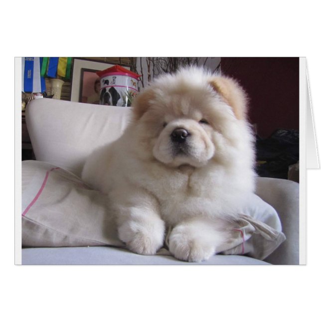 White Cream Puff Chow Chow Puppy (Front Horizontal)
