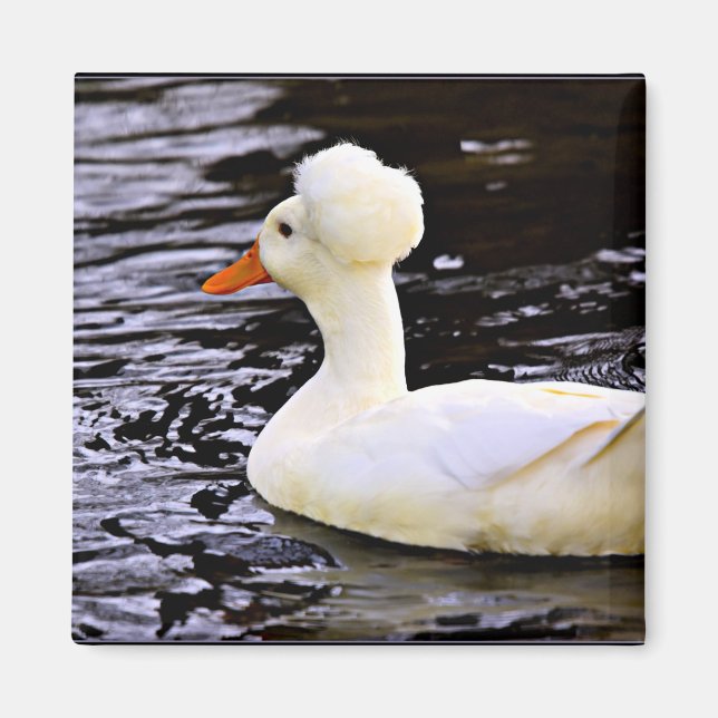 White Crested Duck Magnet (Front)