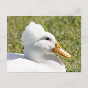 White Crested Duck Photo Postcard