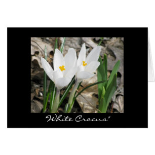 'White Crocus"