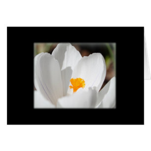 white crocus flower
