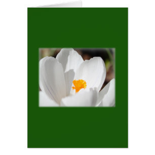 white crocus flower