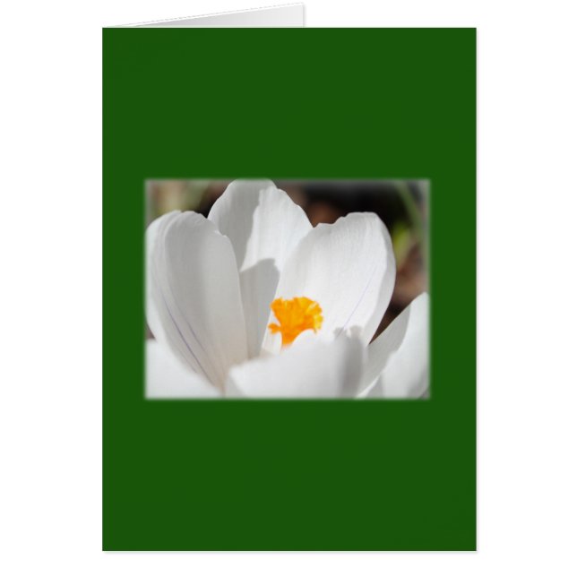 white crocus flower (Front)