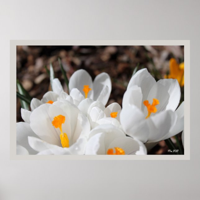 white crocus flowers poster (Front)