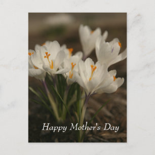 White Crocus Mother's Day Postcard