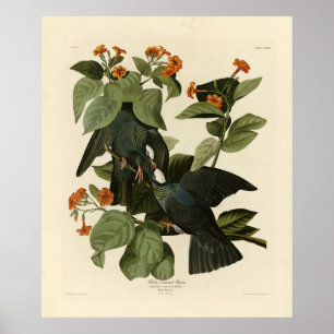 White-crowned Pigeon - Audubon's Birds of America Poster