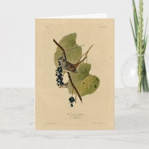 White-crowned Sparrow - Audubon's Birds of America Card