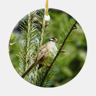 White-crowned sparrow, birds, wildlife, ornament