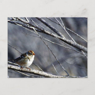 White-crowned sparrow female postcard