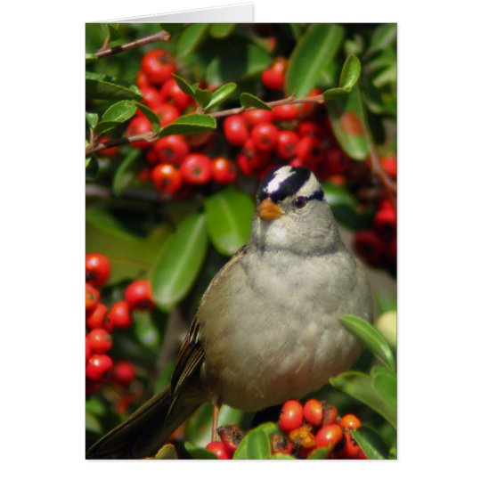 White-Crowned Sparrow • Joe Sweeney - card