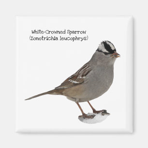 White-Crowned Sparrow Magnet