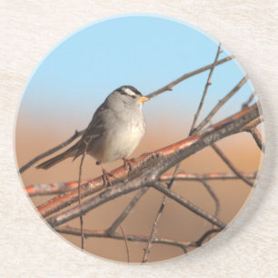 White Crowned Sparrow on a stick Coaster