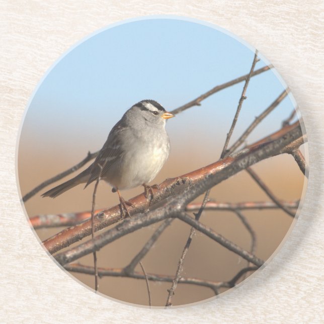 White Crowned Sparrow on a stick Coaster (Front)