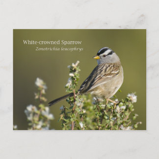White-crowned Sparrow Postcard