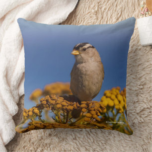 White-Crowned Sparrow Songbird Sitting on Tansy Cushion