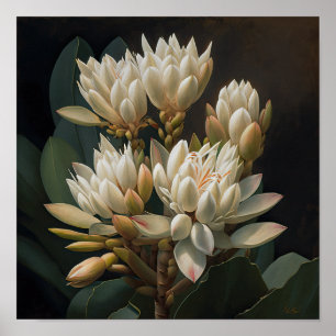 White Curcuma Flower Art Print Poster