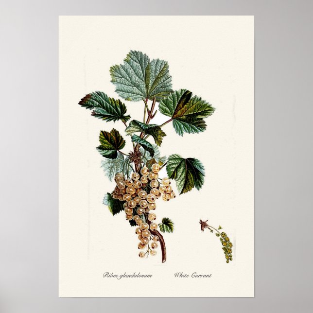 White Currant Poster (Front)
