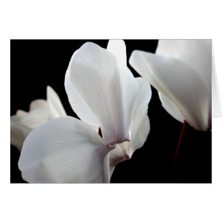White Cyclamen