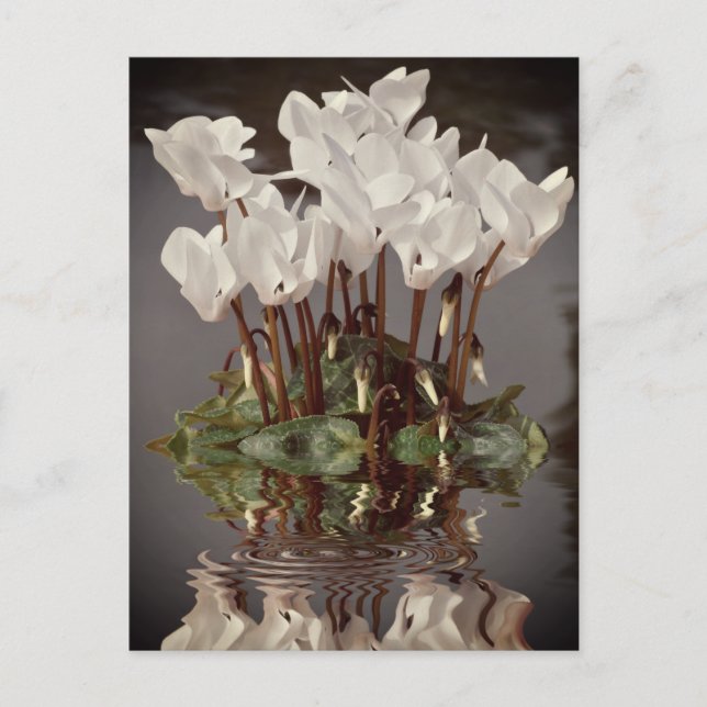 White cyclamen flowers in the water postcard (Front)