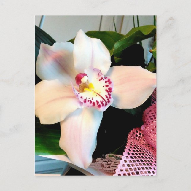 White Cymbidium Orchid Postcard (Front)