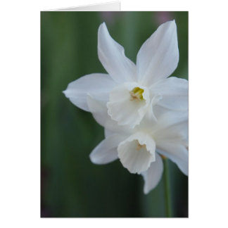 White Daffodil