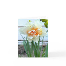 White Daffodil Flower Photograph