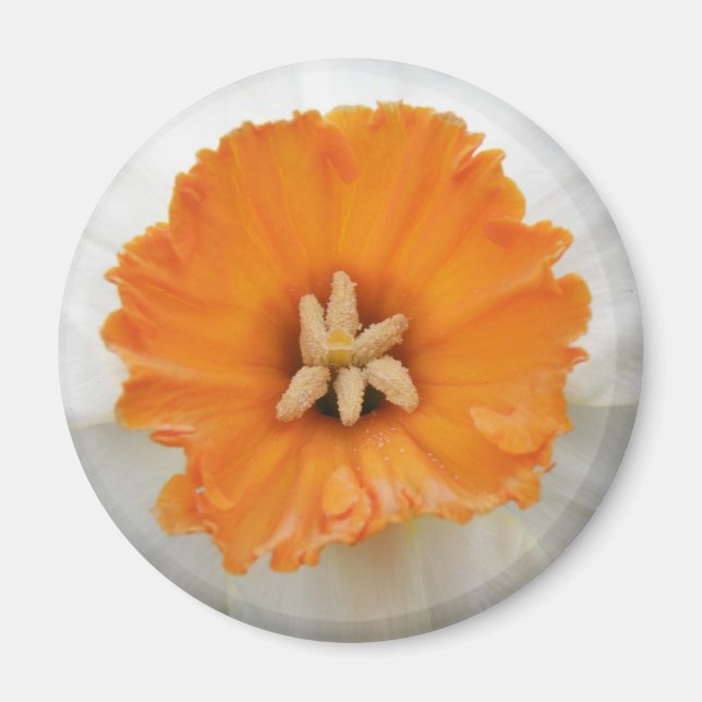 White Daffodil Magnet (Front)