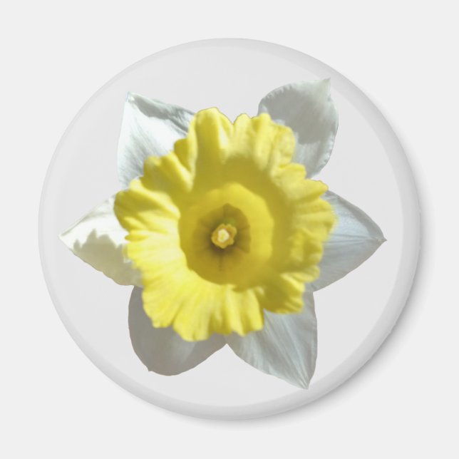 White Daffodil Magnet (Front)