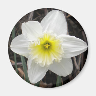 White Daffodil Magnet