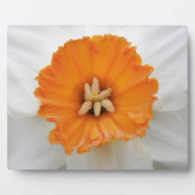 White Daffodil Plaque (Front)