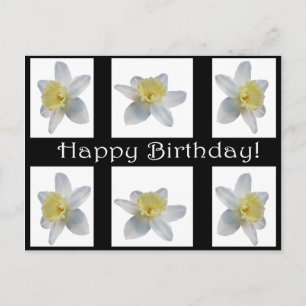White Daffodil Postcard
