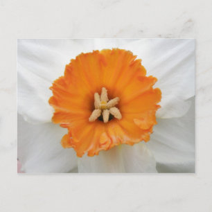 White Daffodil Postcard