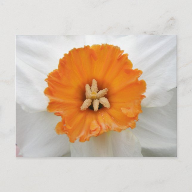 White Daffodil Postcard (Front)
