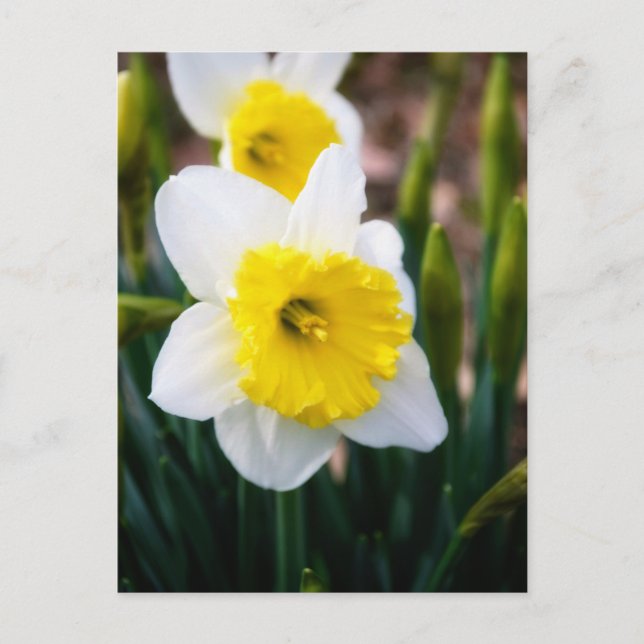 White Daffodil Postcard (Front)