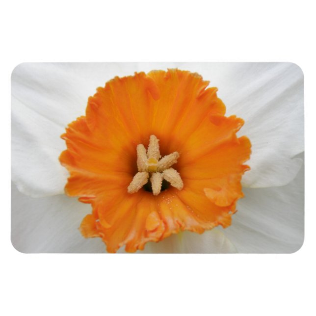 White Daffodil Premium Magnet (Horizontal)