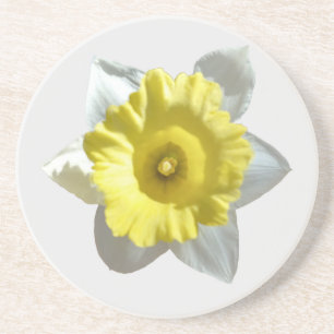 White Daffodil Sandstone Coaster