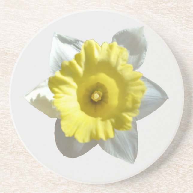 White Daffodil Sandstone Coaster (Front)
