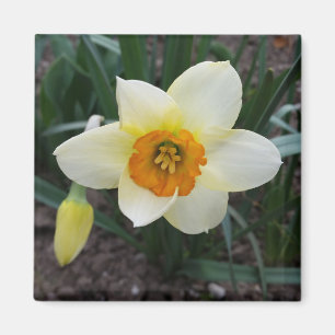 white daffodil shining magnet