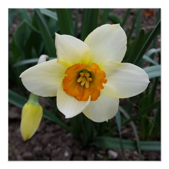 white daffodil shining poster (Front)