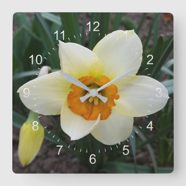 white daffodil shining square wall clock (Front)
