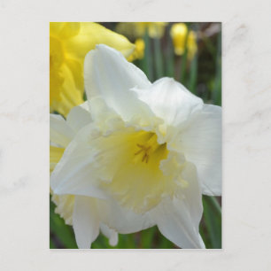 White Daffodil with Yellow Centre Postcard