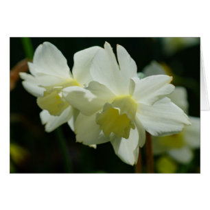 White Daffodils