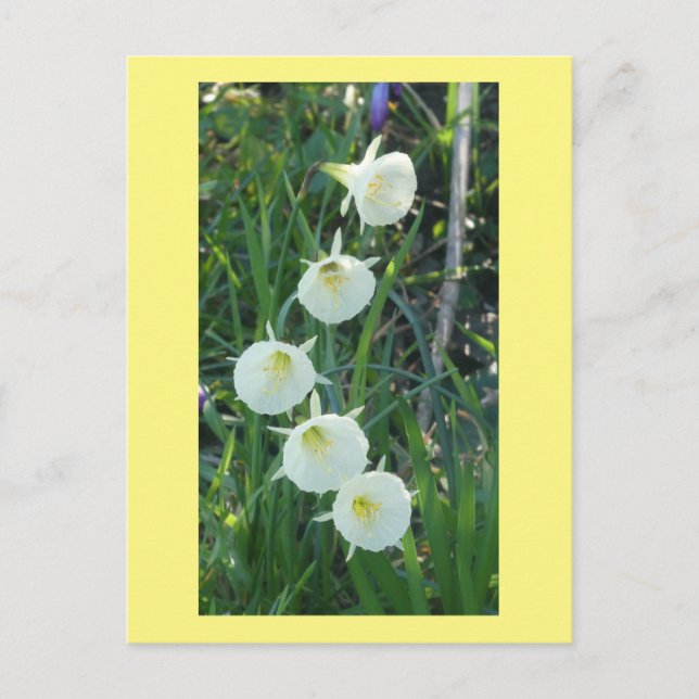 White Daffodils Arctic Bells DIY Postcard (Front)