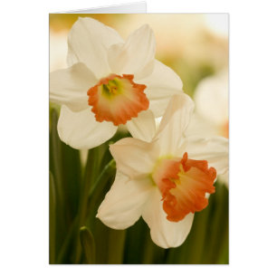 White Daffodils Cards