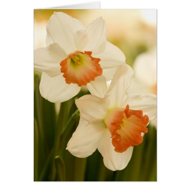 White Daffodils Cards (Front)